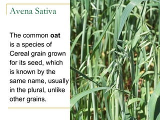 Avena Sativa The common  oat   is a species of  Cereal grain grown  for its seed, which  is known by the  same name, usually in the plural, unlike other grains.  