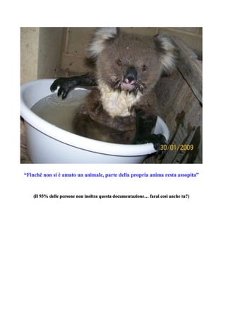 “Finché non si è amato un animale, parte della propria anima resta assopita”


    (Il 93% delle persone non inoltra questa documentazione… farai così anche tu?)
 