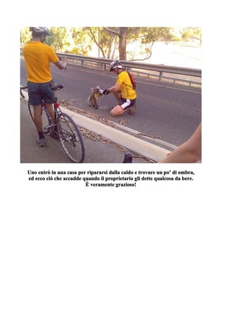 Uno entrò in una casa per ripararsi dalla caldo e trovare un po’ di ombra,
ed ecco ciò che accadde quando il proprietario gli dette qualcosa da bere.
                         È veramente grazioso!
 