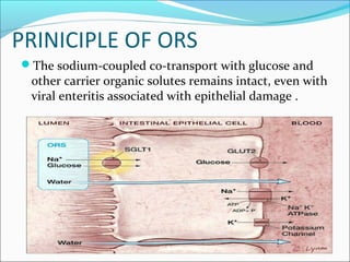 PRINICIPLE OF ORS
The sodium-coupled co-transport with glucose and
other carrier organic solutes remains intact, even with
viral enteritis associated with epithelial damage .
 