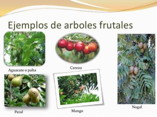 Familias de plantas frutales