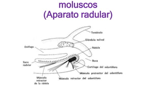 esrructuras de sistema digestivo en peces, molusco, crustaceos | PPTX