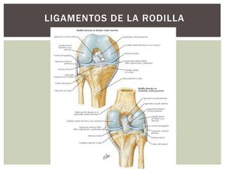 LIGAMENTOS DE LA RODILLA
 