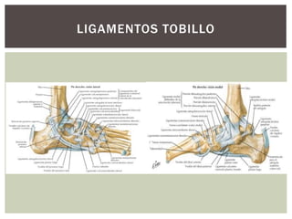LIGAMENTOS TOBILLO
 
