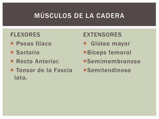 FLEXORES
 Psoas Ilíaco
 Sartorio
 Recto Anterior.
 Tensor de la Fascia
lata.
EXTENSORES
 Glúteo mayor
Bíceps femoral
Semimembranoso
Semitendinoso
MÚSCULOS DE LA CADERA
 