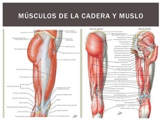 MÚSCULOS DE LA CADERA Y MUSLO
 