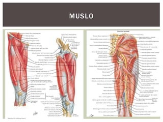 MUSLO
 