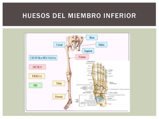 HUESOS DEL MIEMBRO INFERIOR
 