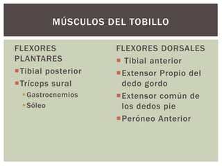 FLEXORES
PLANTARES
Tibial posterior
Tríceps sural
Gastrocnemios
Sóleo
FLEXORES DORSALES
 Tibial anterior
Extensor Propio del
dedo gordo
Extensor común de
los dedos pie
Peróneo Anterior
MÚSCULOS DEL TOBILLO
 