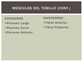 EVERSORES
Peroneo Largo
Peroneo Corto
Peroneo Anterior
INVERSORES
Tibial Anterior
Tibial Posterior
MÚSCULOS DEL TOBILLO (CONT.)
 