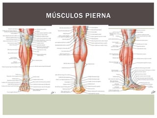 MÚSCULOS PIERNA
 
