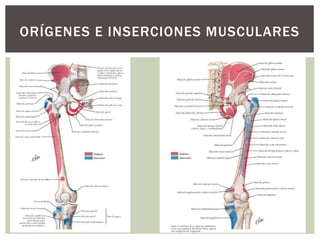 ORÍGENES E INSERCIONES MUSCULARES
 