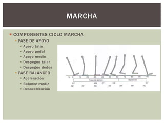  COMPONENTES CICLO MARCHA
 FASE DE APOYO
 Apoyo talar
 Apoyo podal
 Apoyo medio
 Despegue talar
 Despegue dedos
 FASE BALANCEO
 Aceleración
 Balance medio
 Desaceleración
MARCHA
 