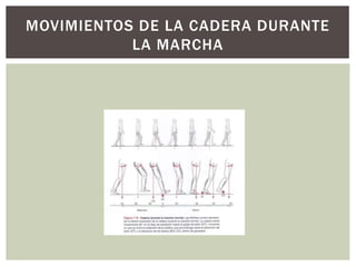 MOVIMIENTOS DE LA CADERA DURANTE
LA MARCHA
 