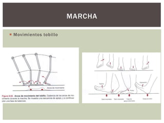  Movimientos tobillo
MARCHA
 