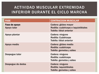 FASE CONTRACCION MUSCULAR
Fase de apoyo
Apoyo talar
Cadera: glúteo mayor
Rodilla: cuádriceps e isquiotibiales
Tobillo: tibial anterior
Apoyo plantar Cadera: ninguno
Rodilla: Cuádriceps
Tobillo: tibial anterior
Apoyo medio Cadera: glúteo medio
Rodilla: cuádriceps
Tobillo: gemelos y sóleo
Despegue talar Cadera: ninguno
Rodilla: cuádriceps
Tobillo: gemelos y sóleo
Despegue de dedos Cadera: ninguno
Rodilla: isquiotibiales
Tobillo: gemelos y sóleo
ACTIVIDAD MUSCULAR EXTREMIDAD
INFERIOR DURANTE EL CICLO MARCHA
 