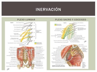 PLEXO LUMBAR PLEXO SACRO Y COCCIGEO
INERVACIÓN
 