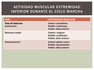 ACTIVIDAD MUSCULAR EXTREMIDAD
INFERIOR DURANTE EL CICLO MARCHA
FASE CONTRACCION MUSCULAR
Fase de balanceo
Aceleración
Cadera: psoasilíaco
Rodilla: cuádriceps
Tobillo: tibial anterior
Balanceo medio Cadera: ninguno
Rodilla: cuádriceps
Tobillo: tibial anterior
Desaceleración Cadera: glúteo mayor
Rodilla: isquiotibiales
Tobillo: tibial anterior
 