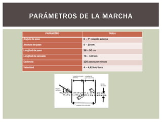PARÁMETRO TABLA
Ángulo de paso 6 – 7º rotación externa
Anchura de paso 5 – 10 cm
Longitud de paso 38 – 50 cm
Longitud de zancada 76 – 100 cm
Cadencia 120 pasos por minuto
Velocidad 4 – 4,82 km/hora
PARÁMETROS DE LA MARCHA
 