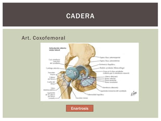 Art. Coxofemoral
CADERA
Enartrosis
 