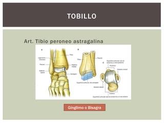 Art. Tibio peroneo astragalina
TOBILLO
Gínglimo o Bisagra
 
