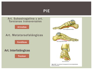 Art. Subastragalina y art.
Tarsianas transversales
Art. Metatarsofalángicas
PIE
Condíleas
Art. Interfalángicas
Troclear
Artrodias
 