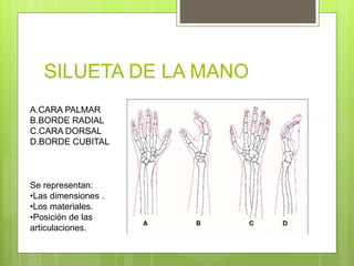 SILUETA DE LA MANO
A.CARA PALMAR
B.BORDE RADIAL
C.CARA DORSAL
D.BORDE CUBITAL
Se representan:
•Las dimensiones .
•Los materiales.
•Posición de las
articulaciones.
 