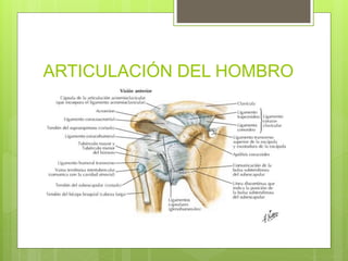 ARTICULACIÓN DEL HOMBRO
 