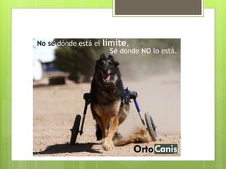 Ortesis y protesis power