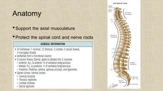 Anatomy
•Support the axial musculature
•Protect the spinal cord and nerve roots
 