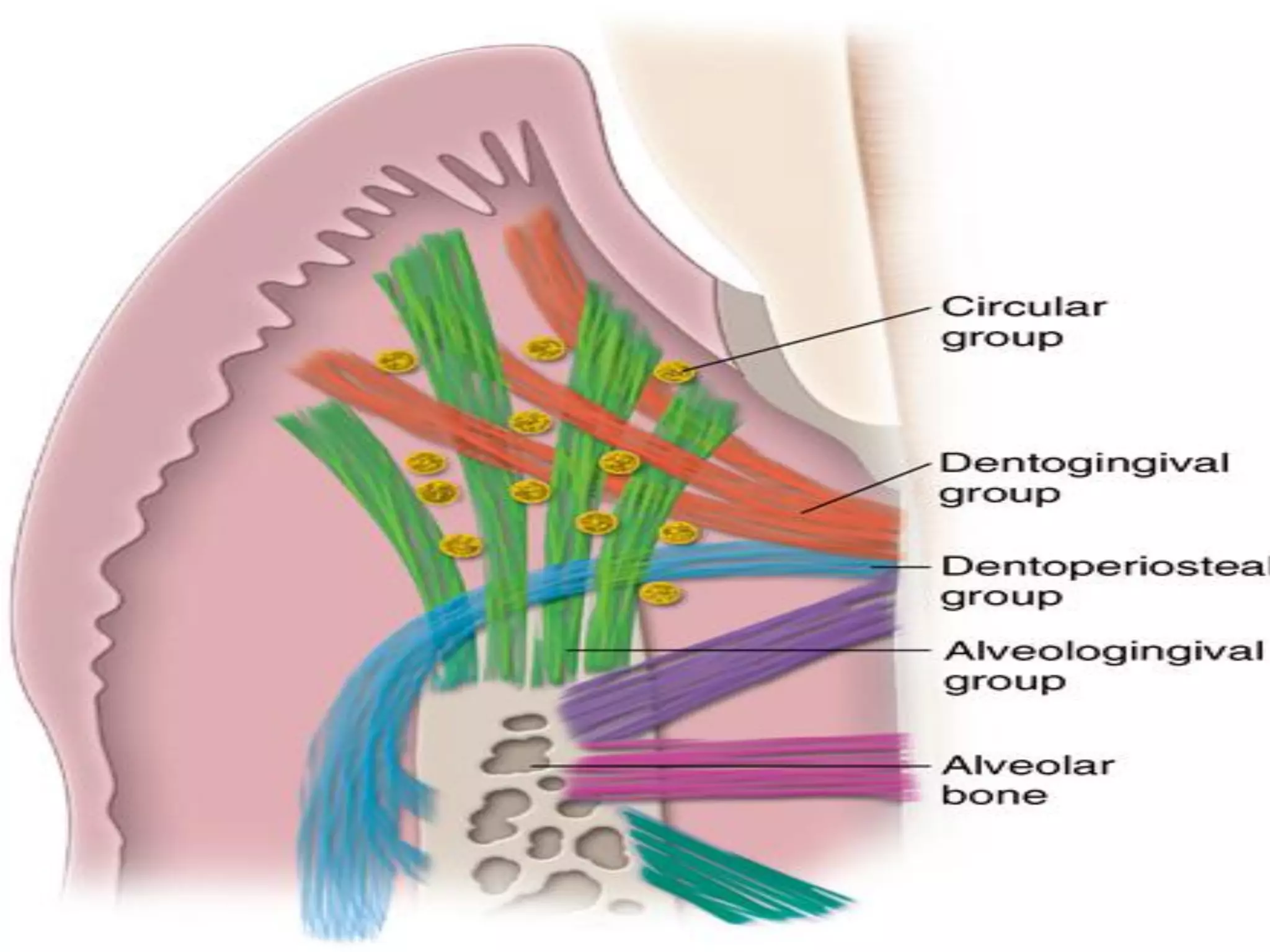 Ortho-Perio Relationship | PDF