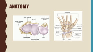 ANATOMY
 