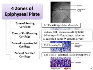 - มี cell cartilage ตัวอ่อน พร้อมแบ่งตัว
- Cell มีขนาดใหญ่ขึ้น
- เพิ่มจานวน cell , เพิ่มความยาวของ long bone
- ถ้ามี injury แล้วไม่มี anatomy reduction
เกิด calcified band  growth arrest
- Cell ตายลงแล้ว calcified กลายเป็น Metaphysis
 