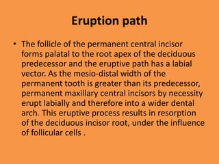 Eruption path
• The follicle of the permanent central incisor
forms palatal to the root apex of the deciduous
predecessor and the eruptive path has a labial
vector. As the mesio-distal width of the
permanent tooth is greater than its predecessor,
permanent maxillary central incisors by necessity
erupt labially and therefore into a wider dental
arch. This eruptive process results in resorption
of the deciduous incisor root, under the influence
of follicular cells .
 