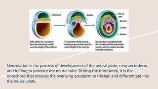 Neuroectoderm Development Comprehensive Embryology in Orthodontics: Developmental Stages and ...