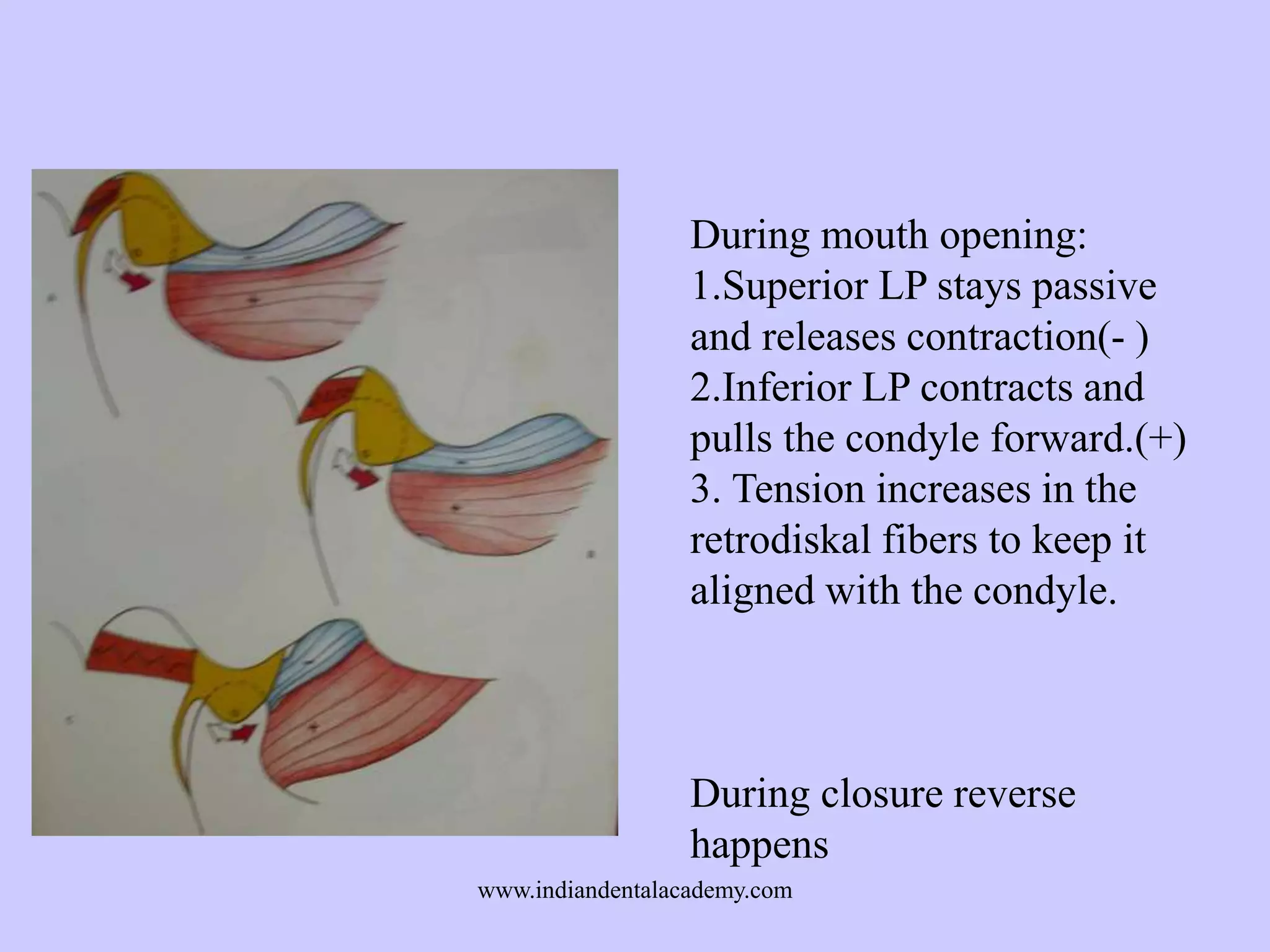 During mouth opening:
1.Superior LP stays passive
and releases contraction(- )
2.Inferior LP contracts and
pulls the condyle forward.(+)
3. Tension increases in the
retrodiskal fibers to keep it
aligned with the condyle.

During closure reverse
happens
www.indiandentalacademy.com

 