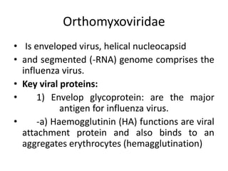 Orthomyxoviridae
• Is enveloped virus, helical nucleocapsid
• and segmented (-RNA) genome comprises the
influenza virus.
• Key viral proteins:
• 1) Envelop glycoprotein: are the major
antigen for influenza virus.
• -a) Haemogglutinin (HA) functions are viral
attachment protein and also binds to an
aggregates erythrocytes (hemagglutination)
 