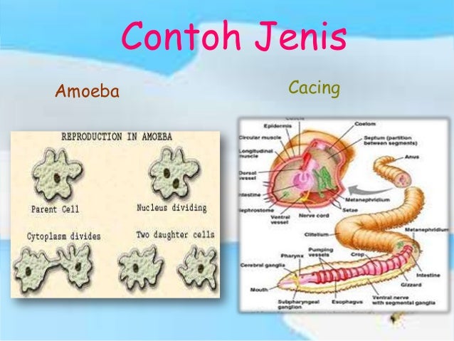 Orthonectida apriliya rohmawati kelas x-2