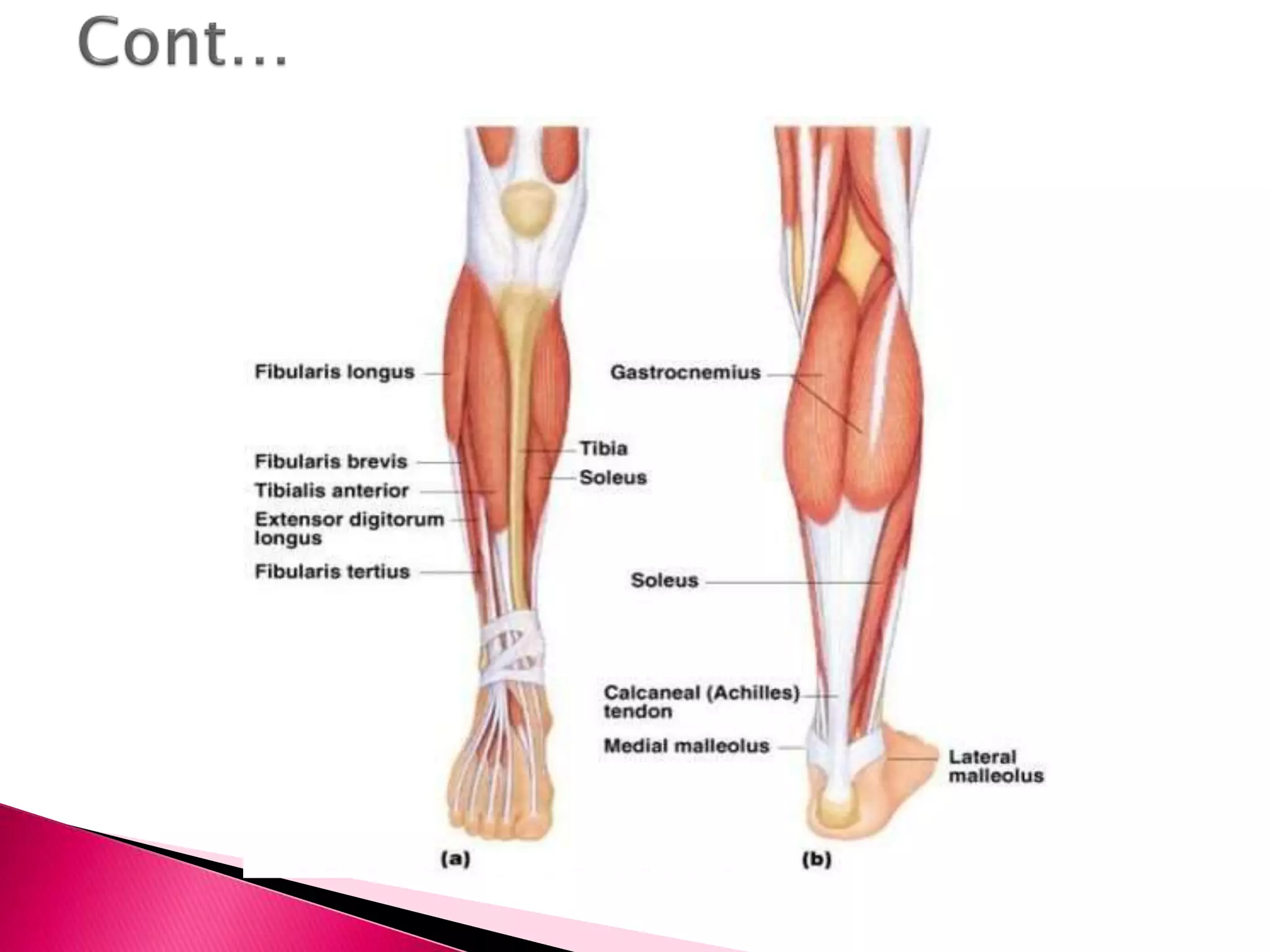 Tibia And Foot Tibia and fibula diaphysis, ankle and foot injuries | PPTX