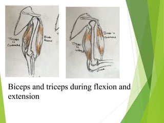 Biceps and triceps during flexion and
extension
 