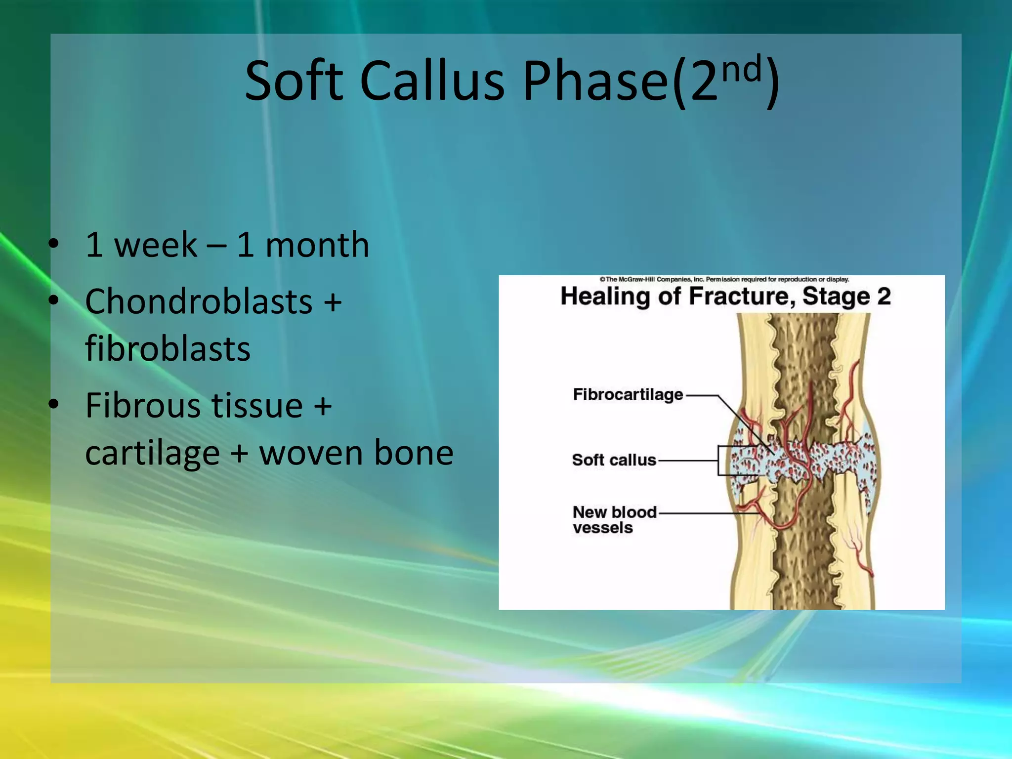 Soft Callus Phase(2nd)

• 1 week – 1 month
• Chondroblasts +
  fibroblasts
• Fibrous tissue +
  cartilage + woven bone
 