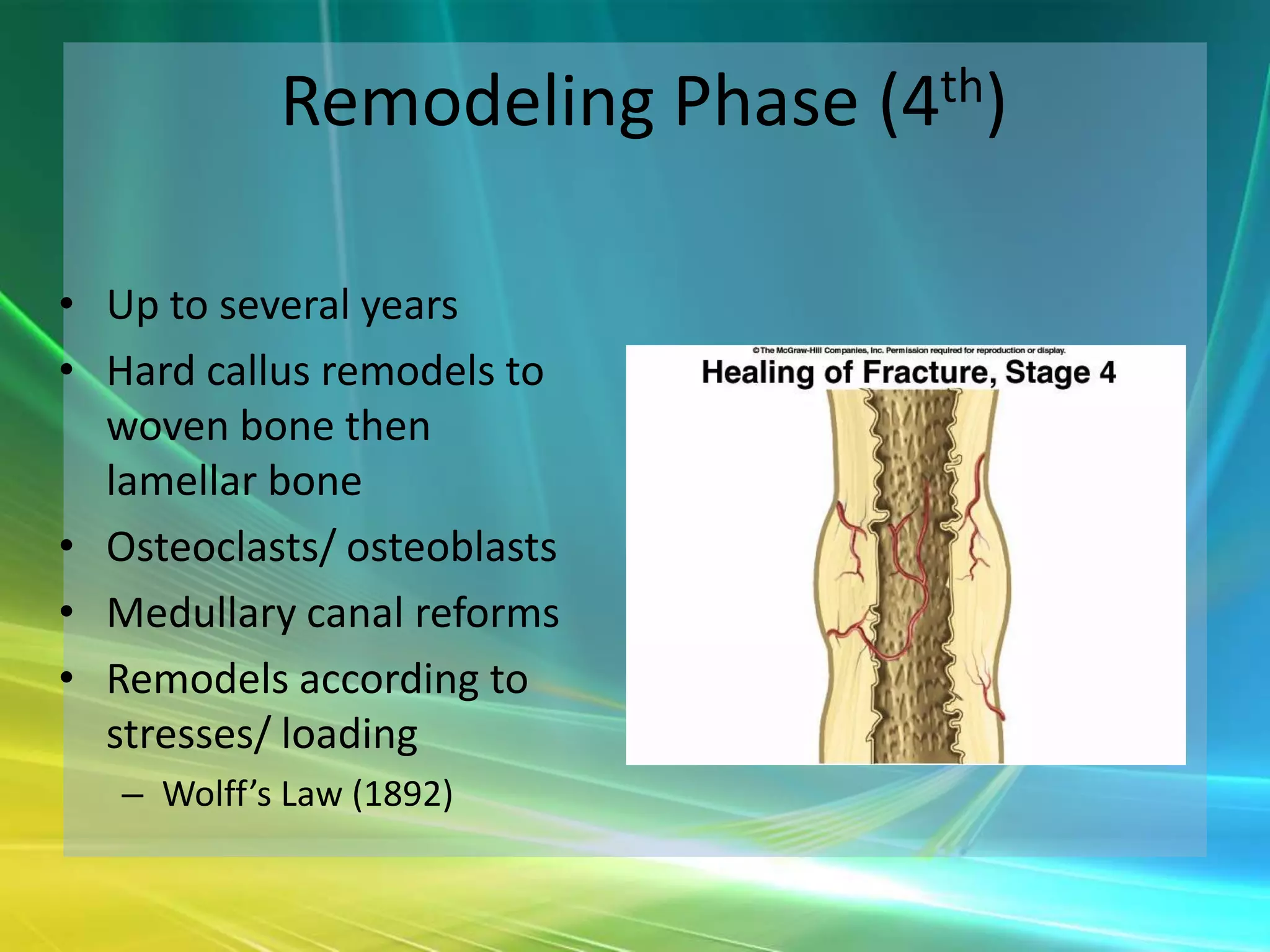 Remodeling Phase (4th)

• Up to several years
• Hard callus remodels to
  woven bone then
  lamellar bone
• Osteoclasts/ osteoblasts
• Medullary canal reforms
• Remodels according to
  stresses/ loading
   – Wolff’s Law (1892)
 