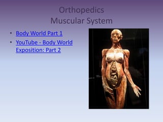 OrthopedicsMuscular System Body World Part 1 YouTube - Body World Exposition: Part 2 