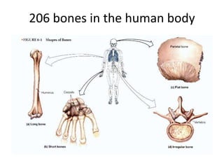 206 bones in the human body
 