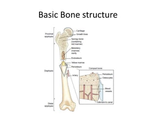 Basic Bone structure
 