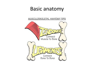 Basic anatomy
 