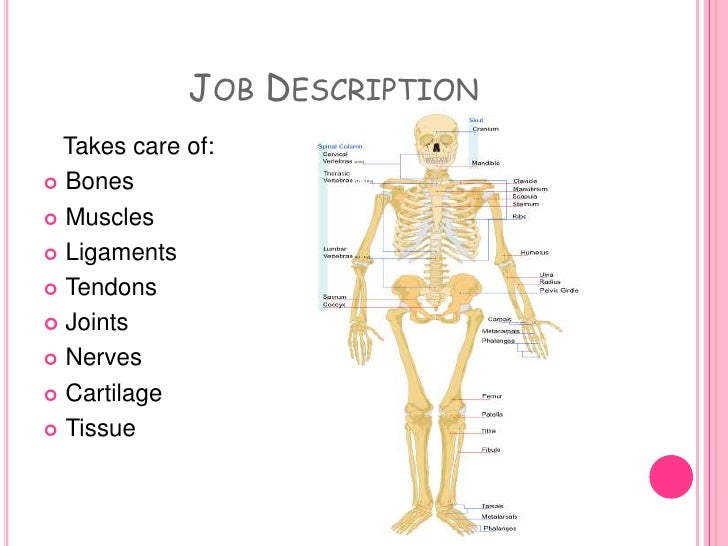 orthopedic job description