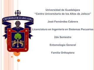 Universidad de Guadalajara
“Centro Universitario de los Altos de Jalisco”
José Fernández Cabrera
Licenciatura en Ingeniería en Sistemas Pecuarios
2do Semestre
Entomología General
Familia Orthoptera
 