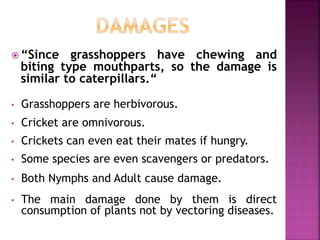  “Since grasshoppers have chewing and
biting type mouthparts, so the damage is
similar to caterpillars.“
• Grasshoppers are herbivorous.
• Cricket are omnivorous.
• Crickets can even eat their mates if hungry.
• Some species are even scavengers or predators.
• Both Nymphs and Adult cause damage.
• The main damage done by them is direct
consumption of plants not by vectoring diseases.
 