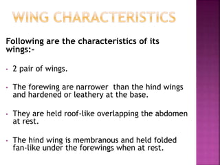 Following are the characteristics of its
wings:-
• 2 pair of wings.
• The forewing are narrower than the hind wings
and hardened or leathery at the base.
• They are held roof-like overlapping the abdomen
at rest.
• The hind wing is membranous and held folded
fan-like under the forewings when at rest.
 